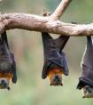  蝙蝠的拼音怎么读，蝙蝠的正确读音是什么？